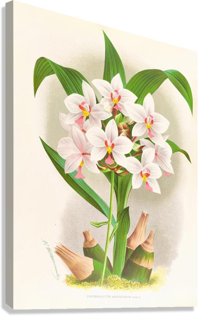 Spathoglottis Augustorum Canvas Print