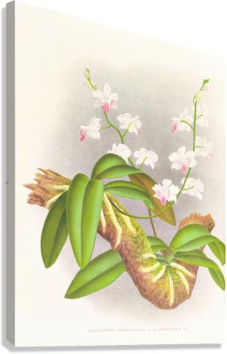 Phalaenopsis esmeralda var candidula Canvas Print