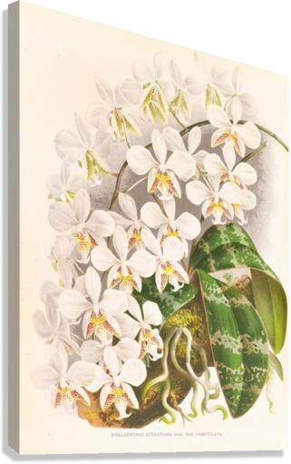 Phalaenopsis Stuartiana Canvas Print