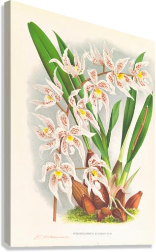 Odontoglossum Ruckerianum Canvas Print