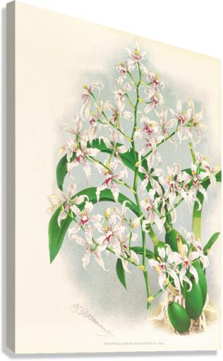 Odontoglossum ramosissimum Canvas Print
