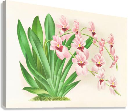 Miltonia vexillaria Canvas Print