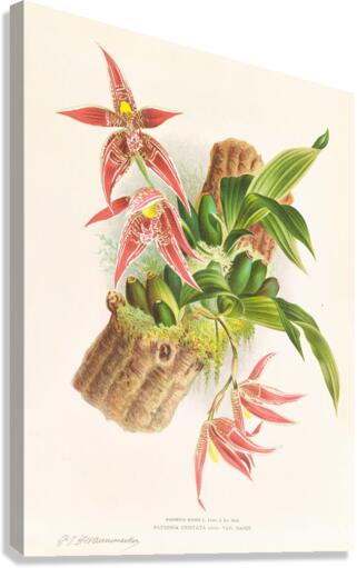 Paphinia Randi Paphinia Cristata Canvas Print