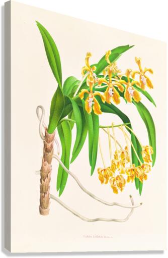 Vanda lindeni Canvas Print