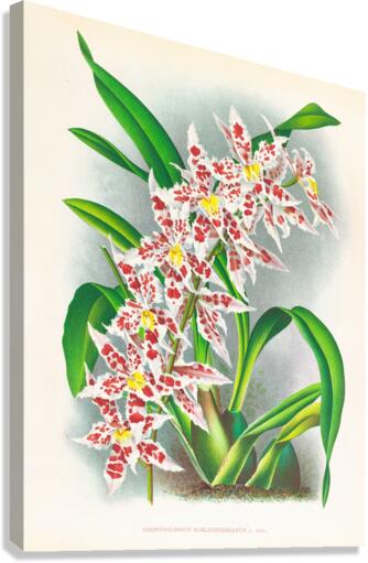 Odontoglossum schlesingerianum Canvas Print