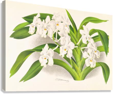 Vanda denisoniana Canvas Print
