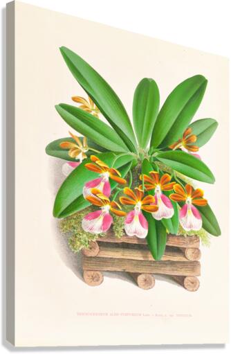 Trichocentrum albo purpureum Canvas Print