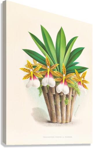 Trichocentrum Tigrinum Canvas Print