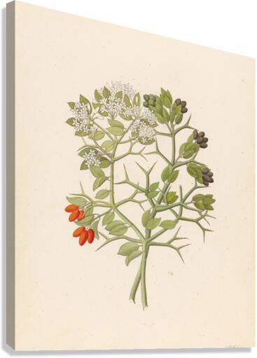 2 species of Carisfa arduina [Carissa haematocarpa] 1817 Canvas Print