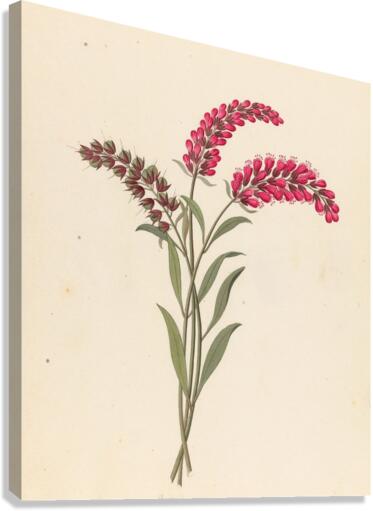 Pentand. Monog. [Lysimachia nutans] 1817 Canvas Print