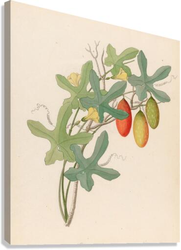 Cucumis Melothria pendula [Coccinea quinqueloba] 1817 Canvas Print