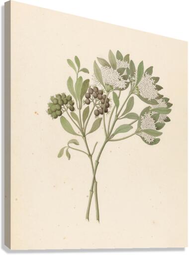 Pavetta caffra [Pavetta lanceolata] 1817 Canvas Print