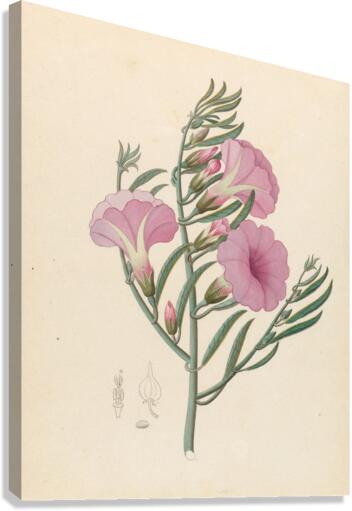 Convolvulus [Ipomoea oenotheroides] 1817 Canvas Print