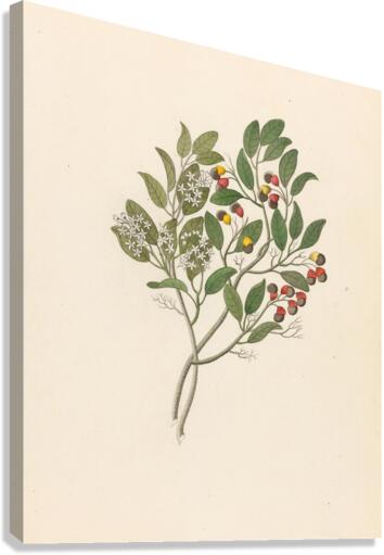 Celastrus [Apodytes dimidiata] 1817 Canvas Print