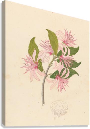 Calodendrum capense 1817 Canvas Print