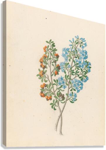 Pentand. mono. [Ehretia rigida] 1817 Canvas Print