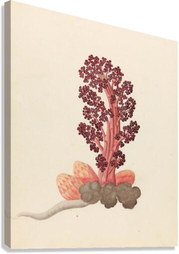 Aphyteia hydnora [Nymphaea nouchali] 1817 Canvas Print