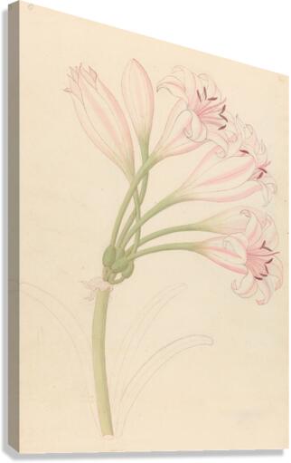 Amarillis [Crinum lineare] 1817 Canvas Print