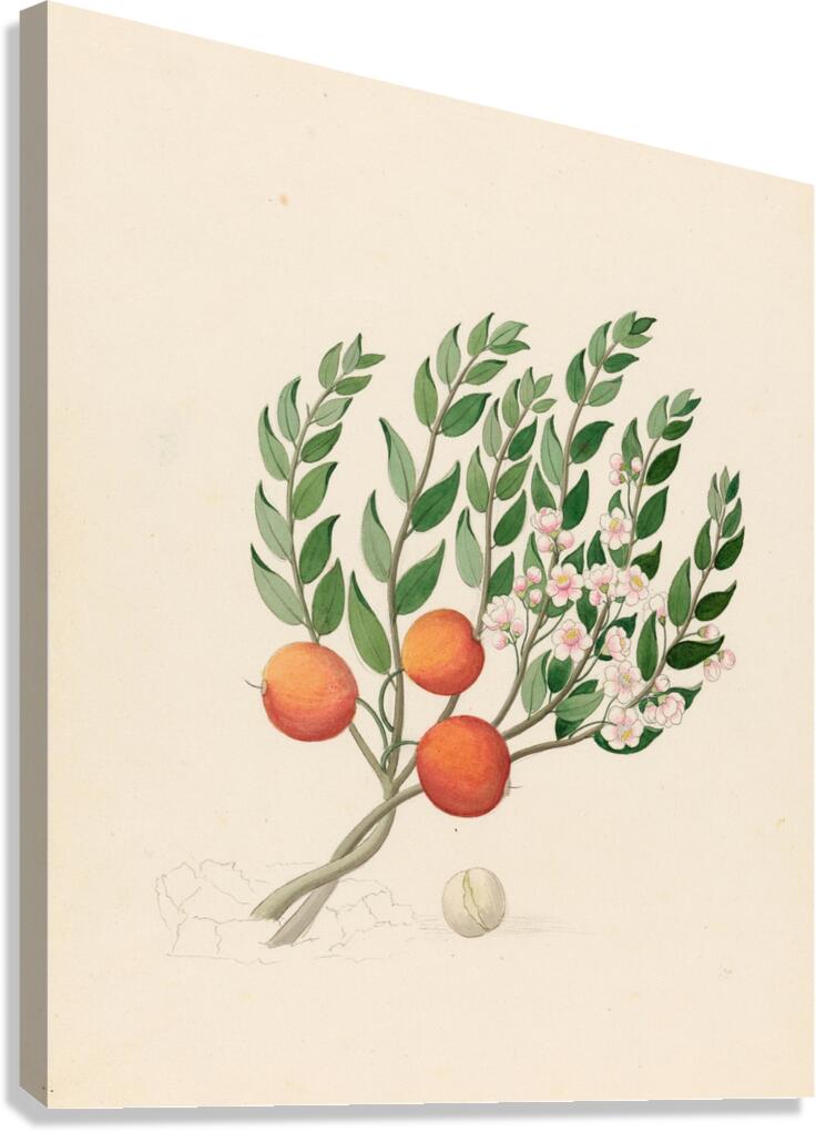 Eugenia or. Jambo [Eugenia albanensis] 1817 Canvas Print