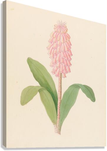 Veltheimia viridifolia [Veltheimia bracteata] 1817 Canvas Print