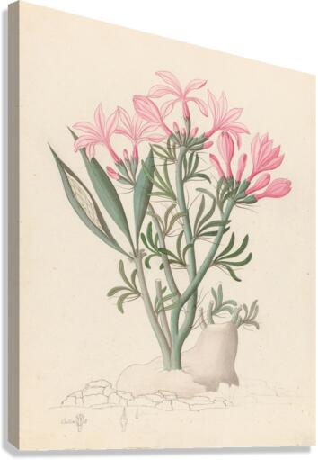 Ceropegia or Echites [Pachypodium succulentum] 1817 Canvas Print