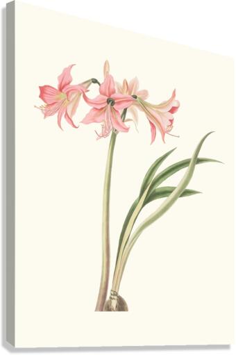 Amaryllis Stilosa 1834 Canvas Print
