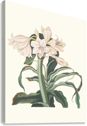 Crinum Scabrum 1834 Canvas Print