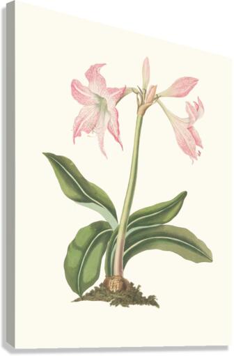 Amaryllis Steilatafolia 1834 Canvas Print