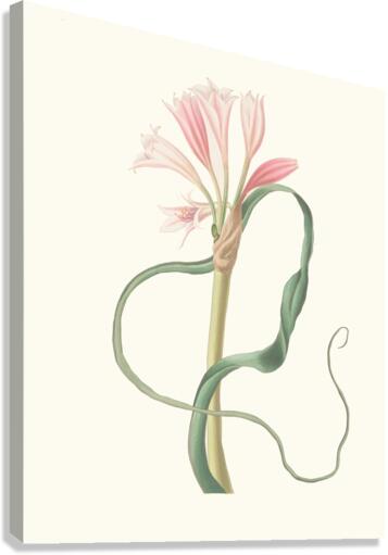 Amaryllis Longifolia Glauca 1834 Canvas Print