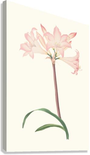 Amaryllis Belladonna 1834 Canvas Print