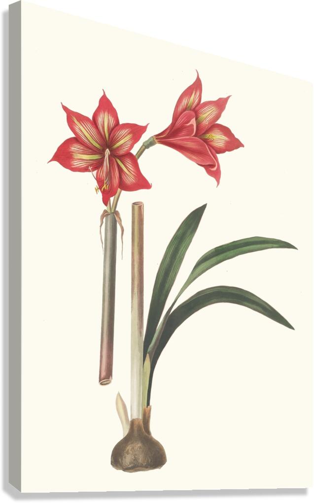 Amaryllis Correiensis. 1834 Canvas Print