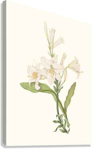 Lilium Candidum 1834 Canvas Print