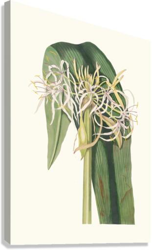 Crinum Declinatum 1834 Canvas Print