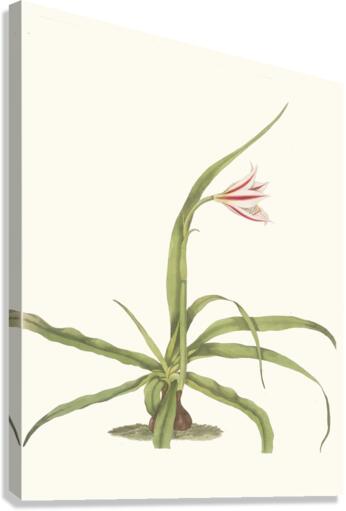 Crinum Yuccæides 1834 Canvas Print