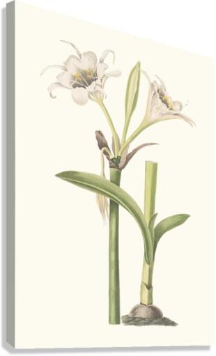 Pancratium Calathinum. 1834 Canvas Print
