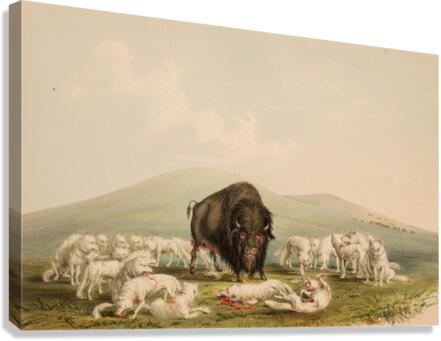 Buffalo Hunt White Wolves Attacking A Buffalo Bull 1844 Canvas Print