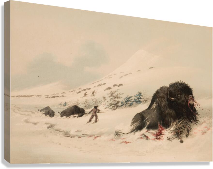 Buffalo Bull in Snow Drift 1844 Canvas Print