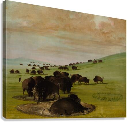 Buffalo Bulls in a Wallow 1837-1839 Canvas Print