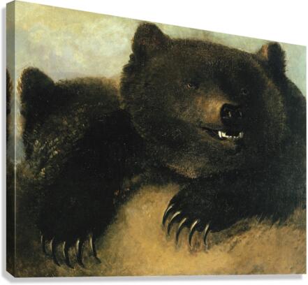 Weapons and Physiognomy of the Grizzly Bear 1846-1848 Canvas Print