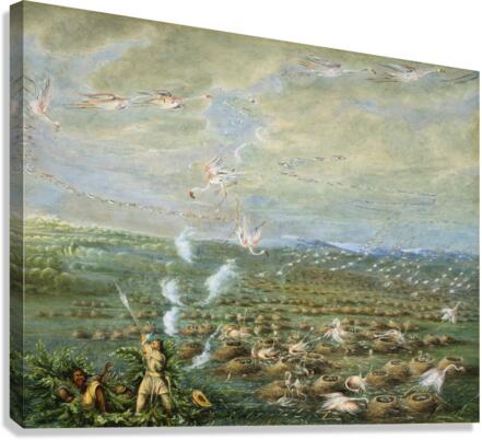 Flamingo Shooting in South America 1856 Canvas Print