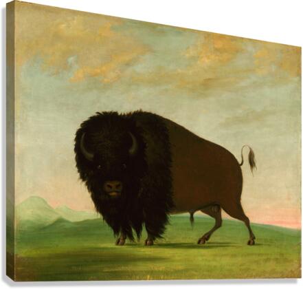 Buffalo Bull Grazing on the Prairie 1832-1833 Canvas Print
