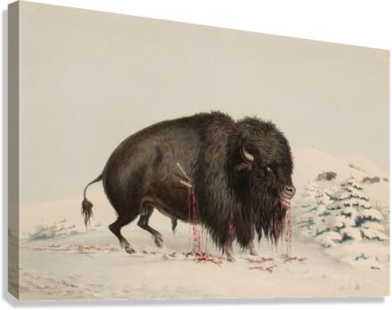 Wounded Buffalo Bull 1844 Canvas Print