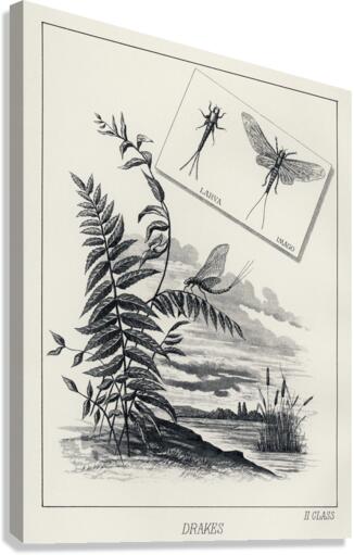 Drakes  Canvas Print