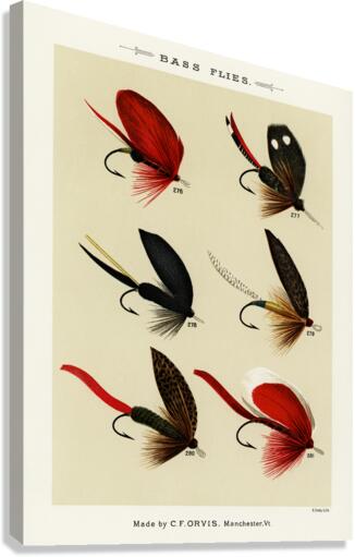 Bass Flies  Canvas Print