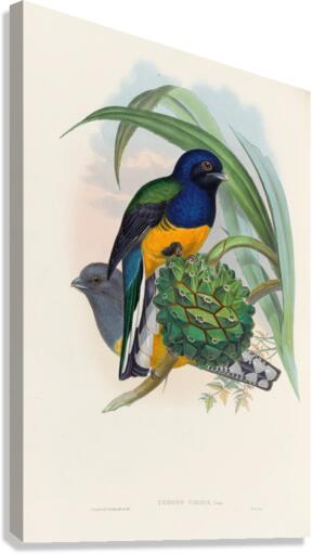 John Gould trogons 019 Canvas Print