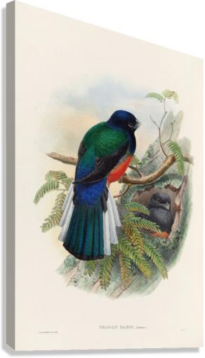 John Gould trogons 031 Canvas Print