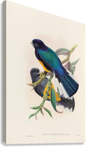 John Gould trogons 030 Canvas Print