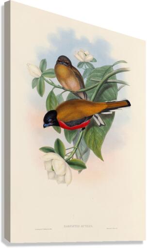 John Gould trogons 013 Canvas Print