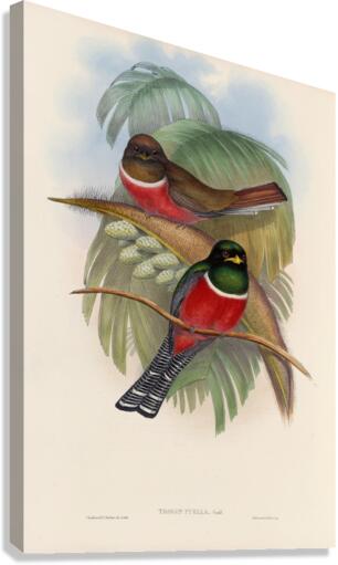 John Gould trogons 005 Canvas Print