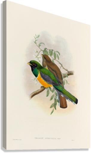 John Gould trogons 040 Canvas Print